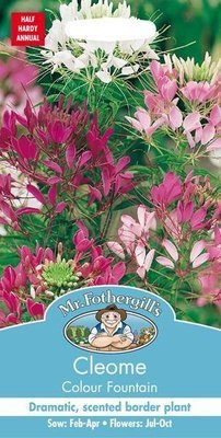 Cleome Colour Fountain Seeds