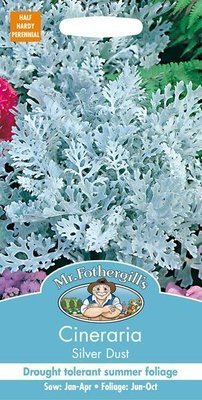 Cineraria Silver Dust Seeds