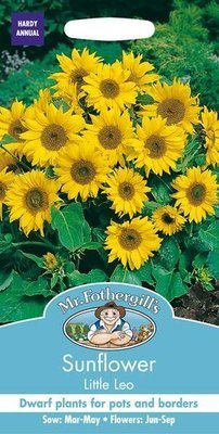 Sunflower Little Leo
