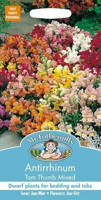 Antirrhinum Seeds - Tom Thumb Mixed