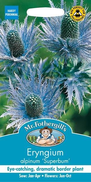 Eryngium Superbum