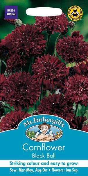 Cornflower Black Ball Seeds