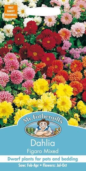 Dahlia Figaro Mixed Seeds