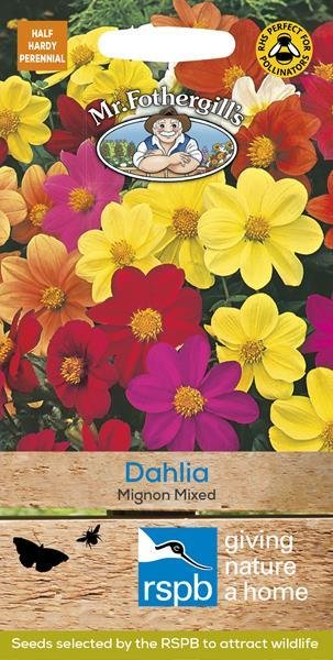 Dahlia Mignon Mixed