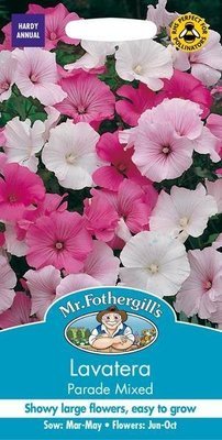 Lavatera Parade Mixed