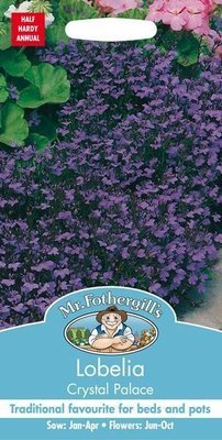 Lobelia Crystal Palace