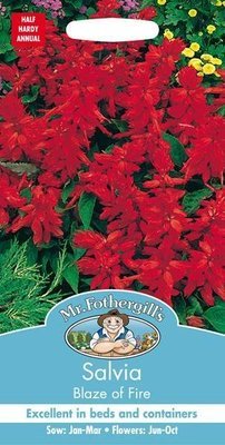 Salvia Blaze of Fire