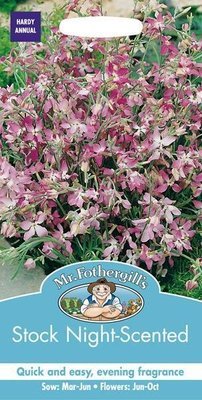 Stock Night Scented