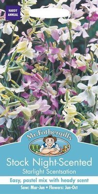 Stock Starlight Scentsation