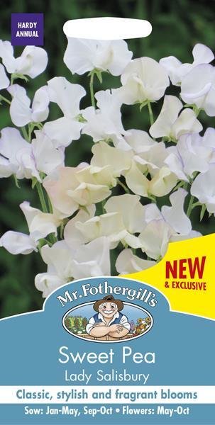 Sweet Pea Lady Salisbury