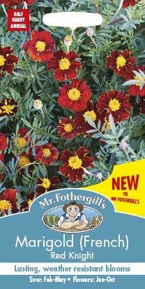 Marigold (French) Red Knight