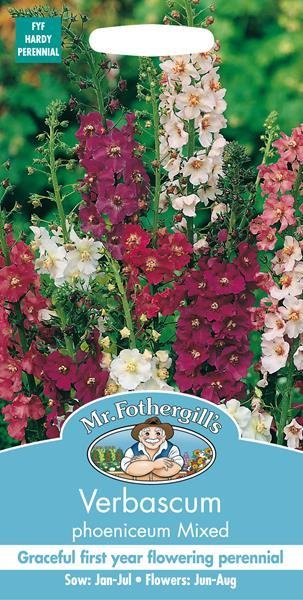 Verbascum Mixed Seeds