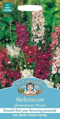 Verbascum Mixed Seeds