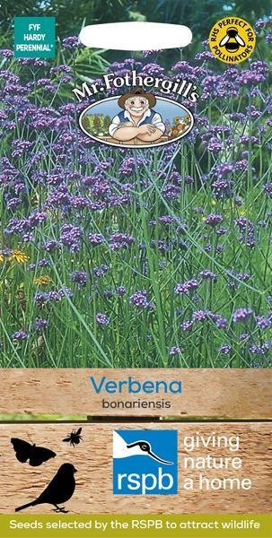 Verbena bonariensis Seeds