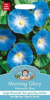 Morning Glory Heavenly Blue Seeds