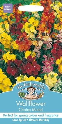 Wallflower Choice Mixed Seeds