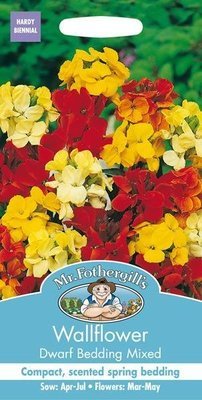 Wallflower Dwarf Bedding Mixed
