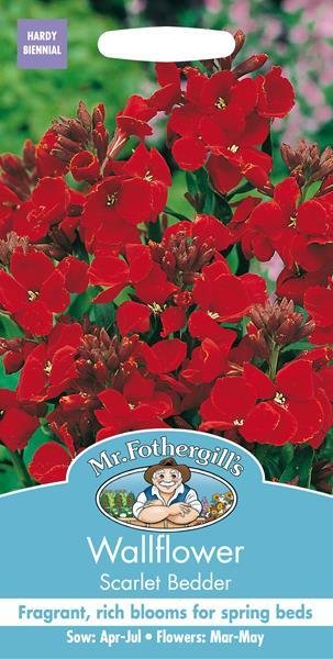 Wallflower Scarlet Bedder