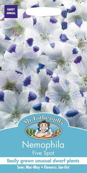 Nemophila Five Spot