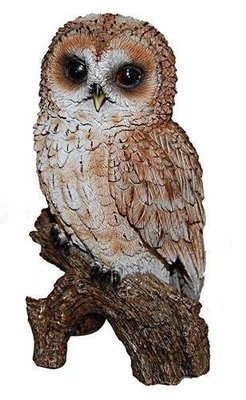 Real Life - Tawny Owl
