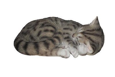 Real Life - Sleeping Tabby Cat