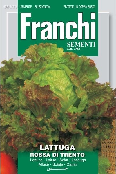 Lettuce Rossa Of Trento