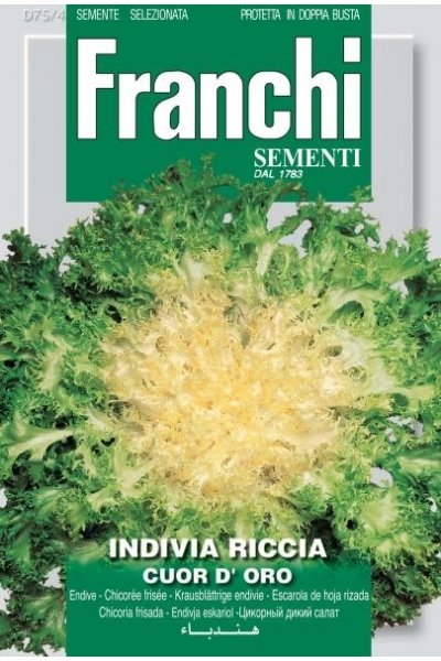 Endive Riccia Cuor D&#39;Oro