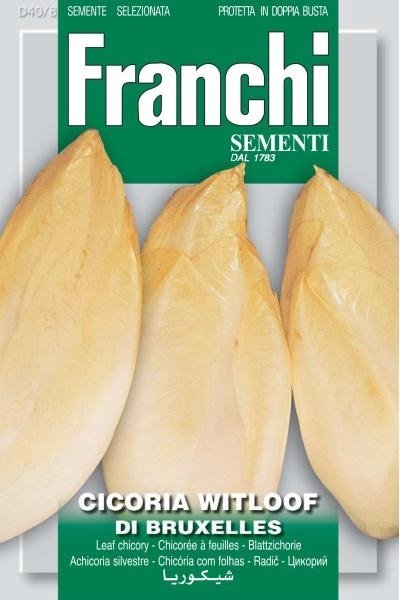 Belgian Witloof Chicory