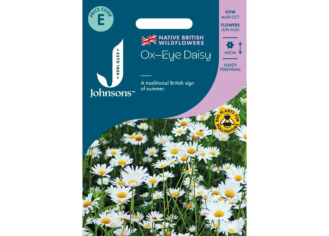 Ox-Eye Daisy Ox-Eye Daisy