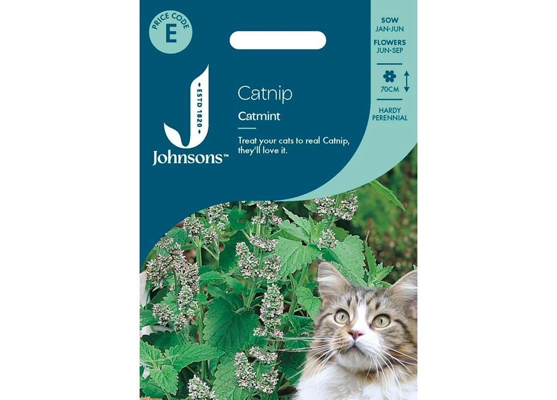 CATNIP - Catmint