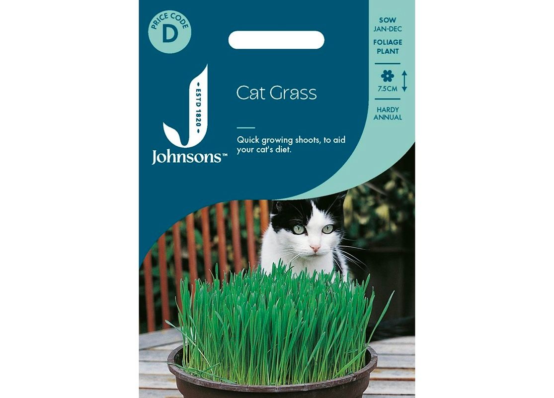 CAT GRASS - Avena sativa