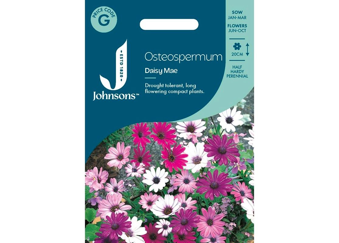 OSTEOSPERMUM Daisy Mae