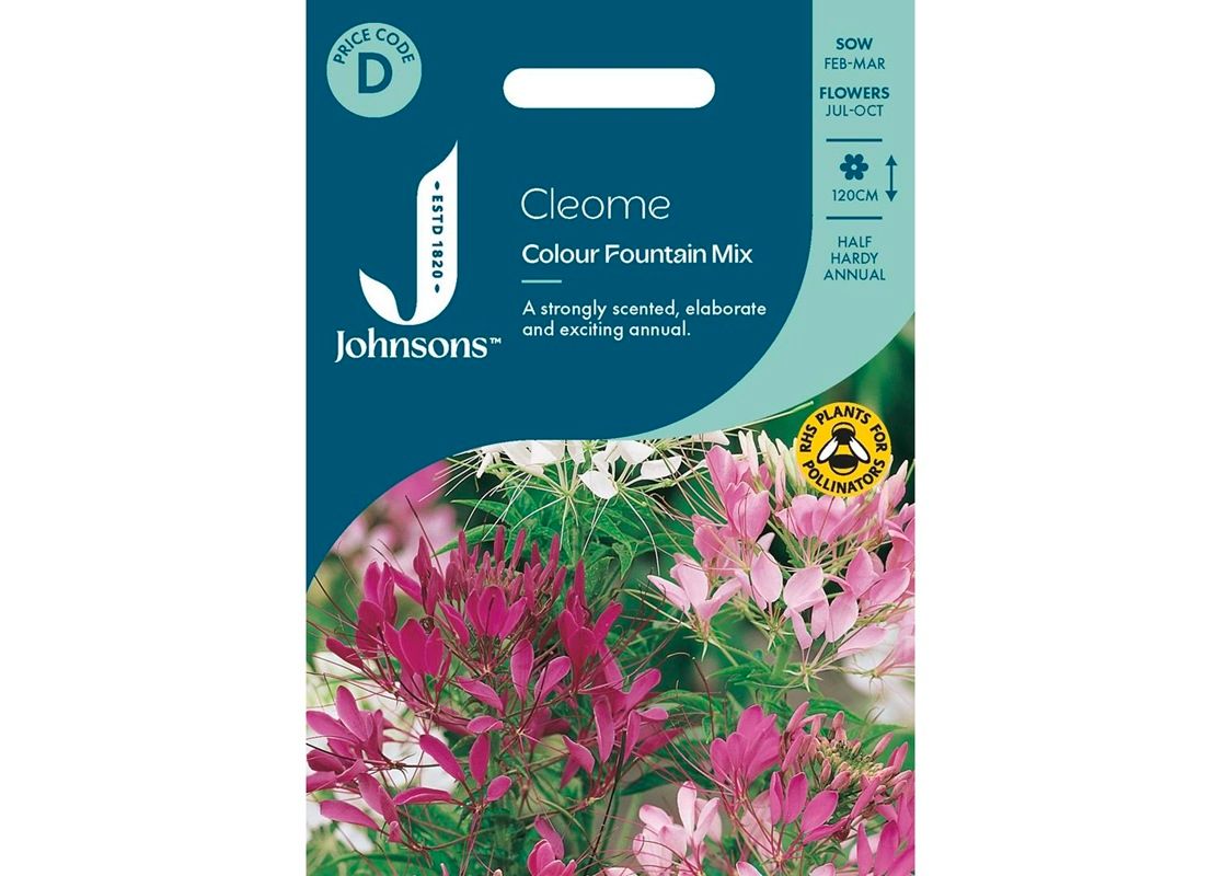CLEOME Colour Fountain Mix