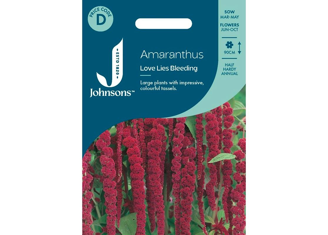 AMARANTHUS - Love Lies Bleeding