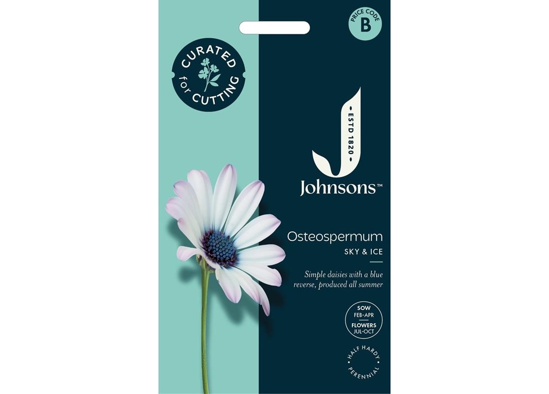 OSTEOSPERMUM Sky &amp; Ice