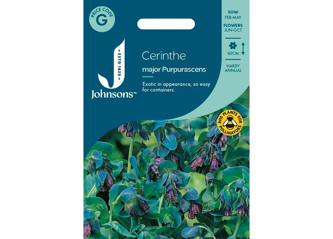 CERINTHE major Purpurascens