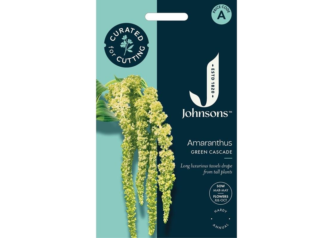 AMARANTHUS Green Cascade