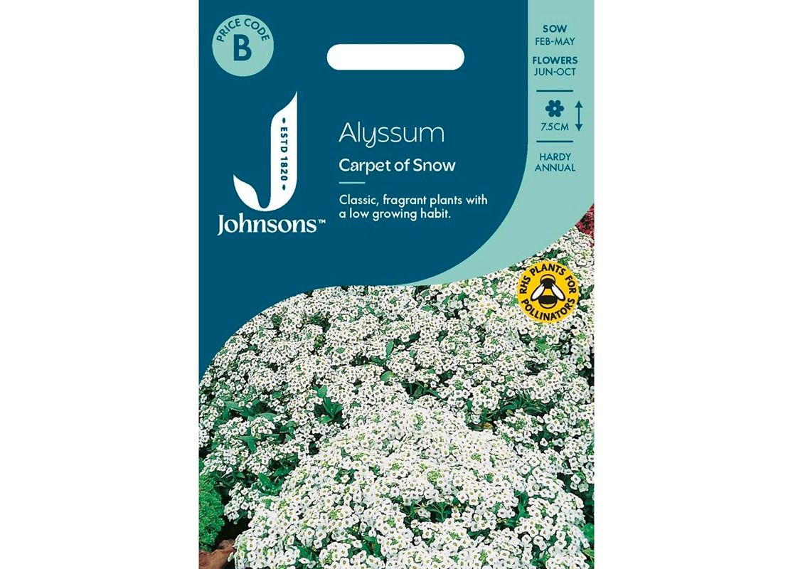 ALYSSUM Carpet of Snow ALYSSUM Carpet of Snow