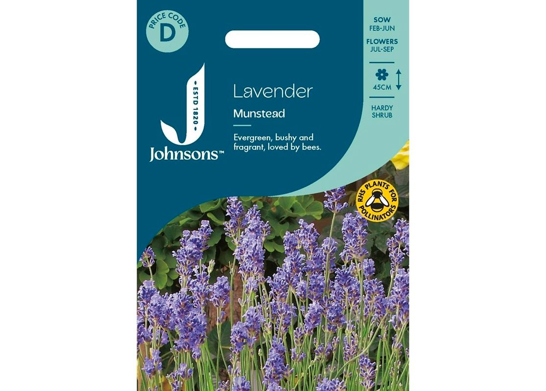 LAVENDER Munstead LAVENDER Munstead