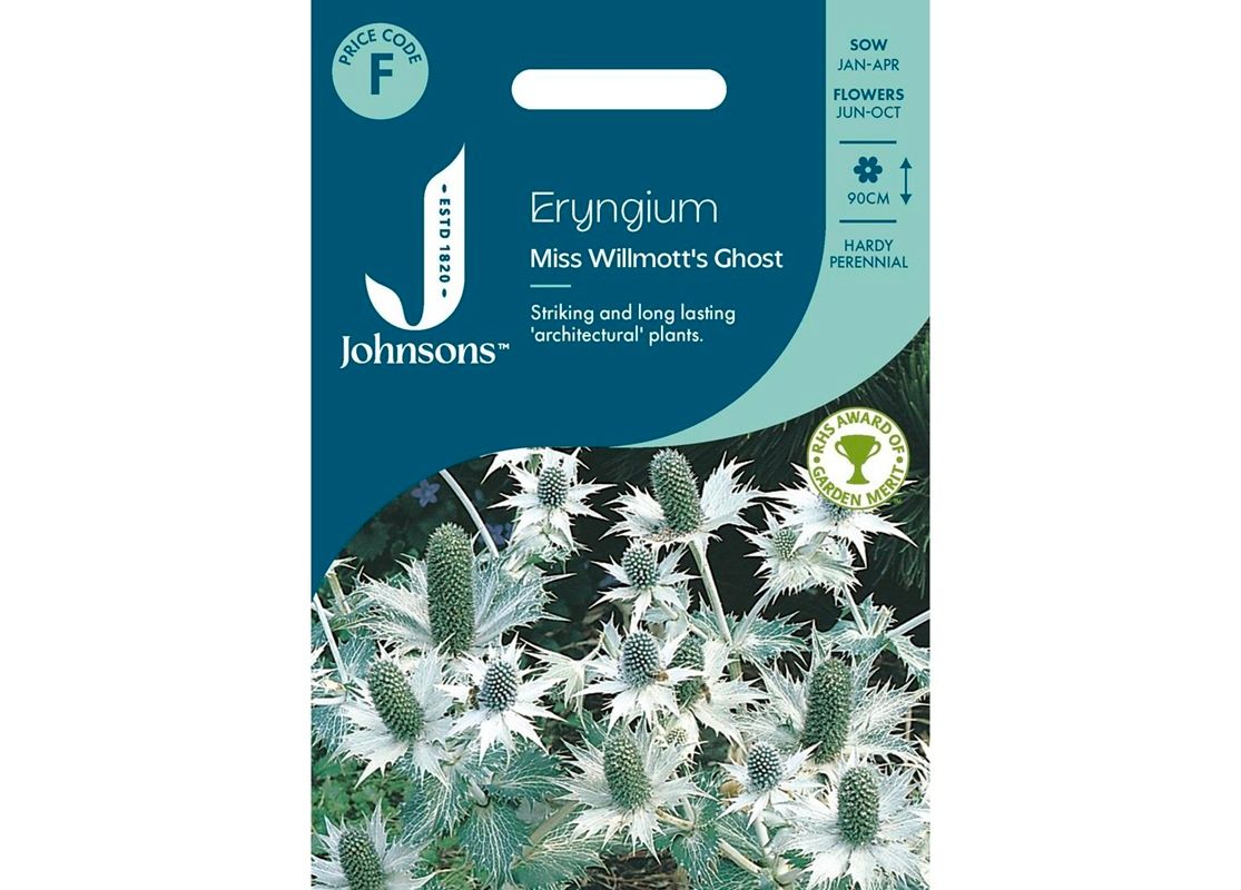 ERYNGIUM Miss Willmotts Ghost