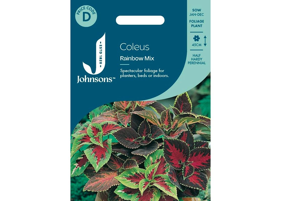 COLEUS Rainbow Mix