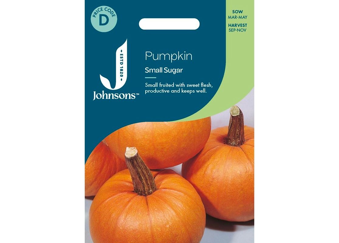 PUMPKIN Small Sugar