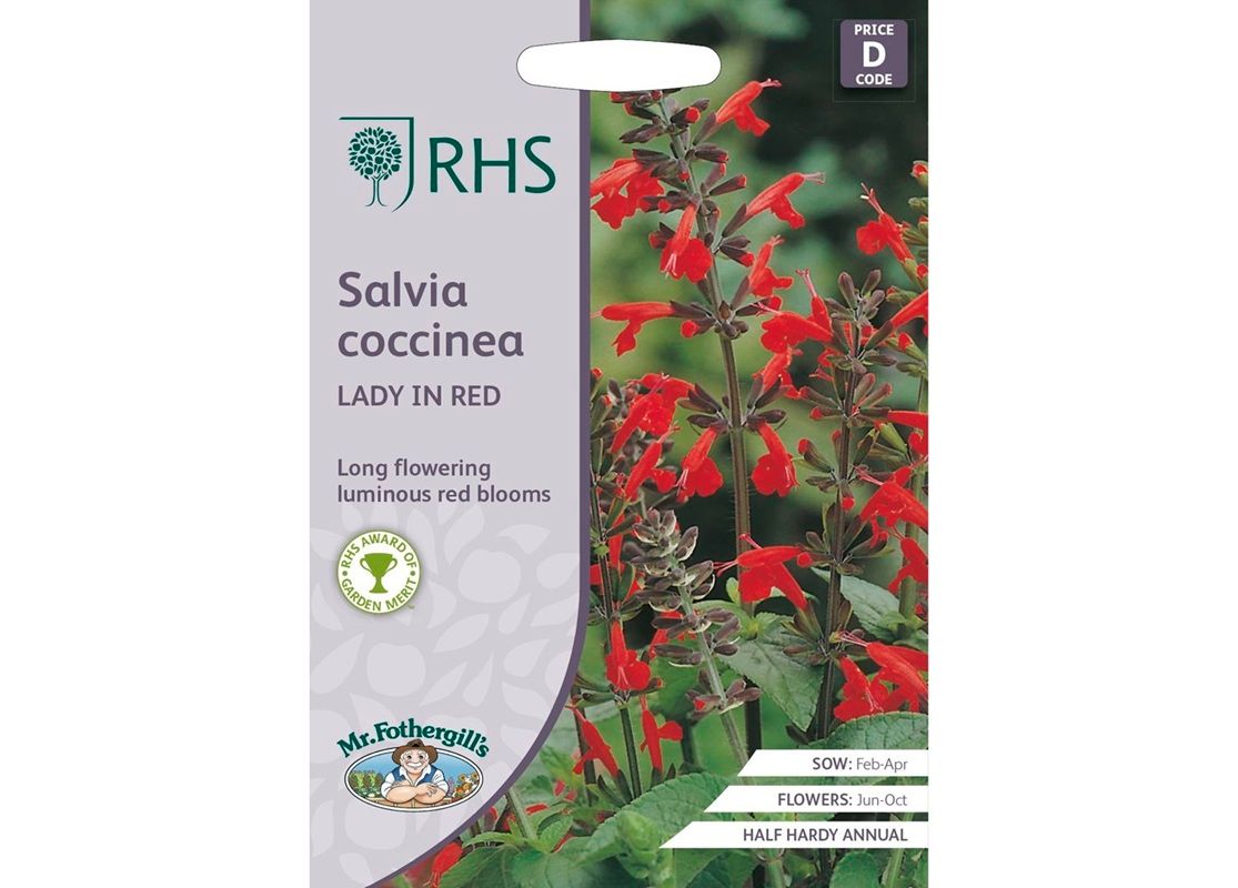 RHS SALVIA coccinea Lady in Red