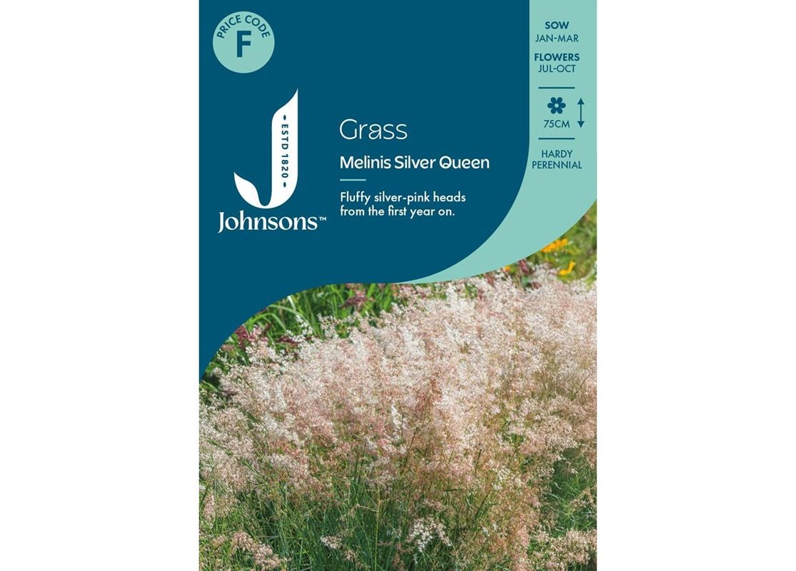 GRASS Melinis Silver Queen