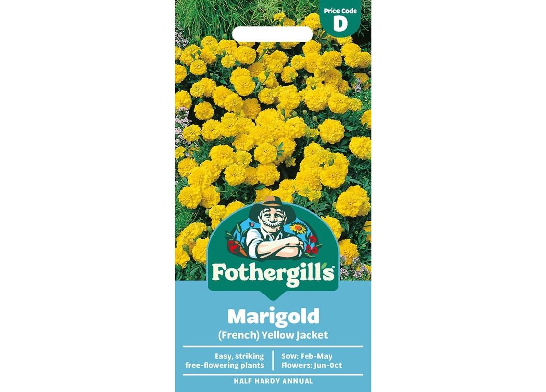 MARIGOLD (French) Yellow Jacket