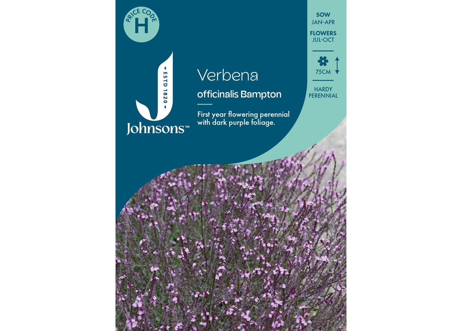 VERBENA officinalis Bampton VERBENA officinalis Bampton