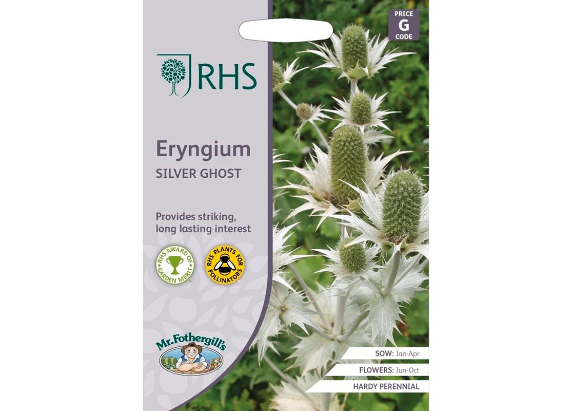 RHS ERYNGIUM Silver Ghost
