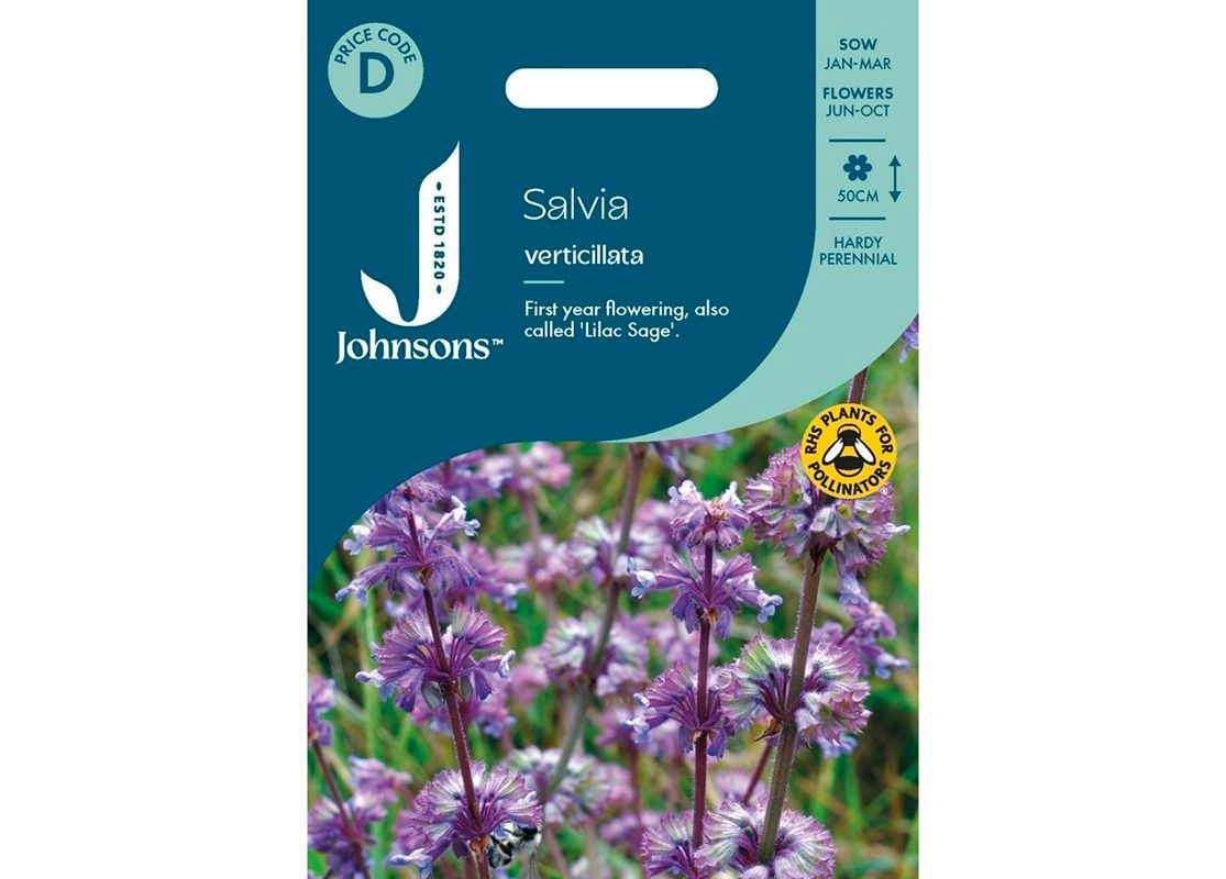 SALVIA verticillata SALVIA verticillata