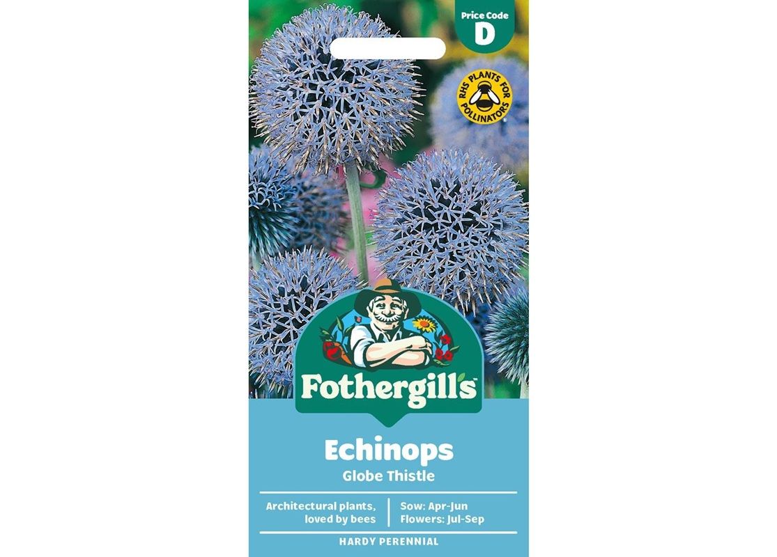 ECHINOPS Globe Thistle