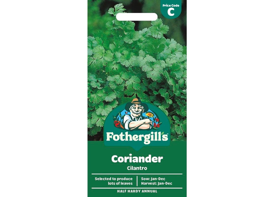 CORIANDER Cilantro CORIANDER Cilantro